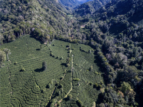 Boquete Chiriqu Province Panama