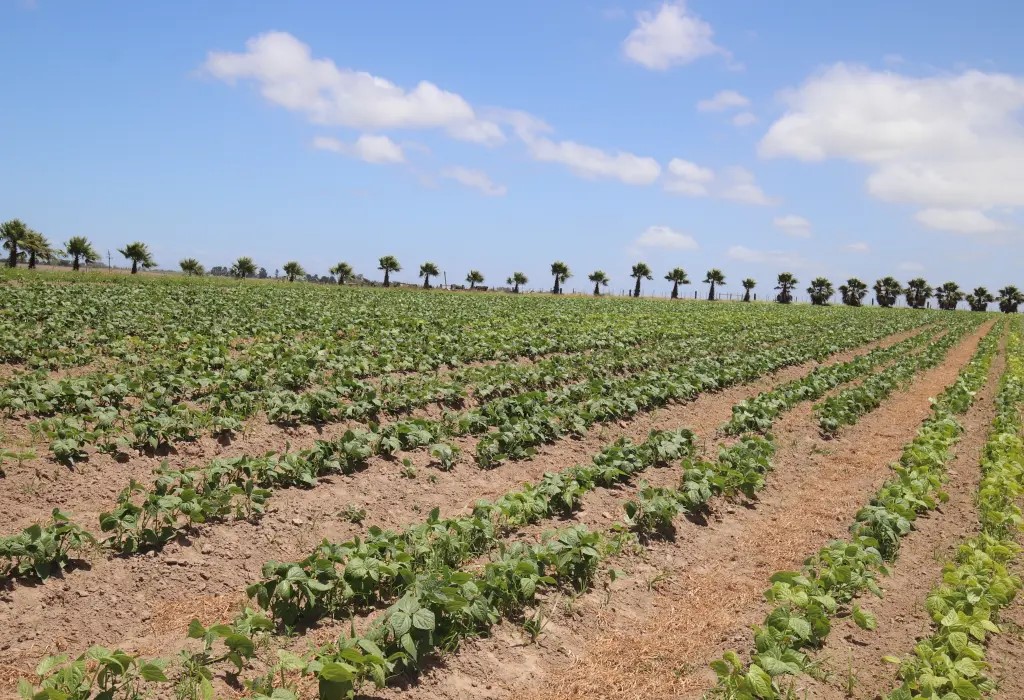 Blanco George Western Cape