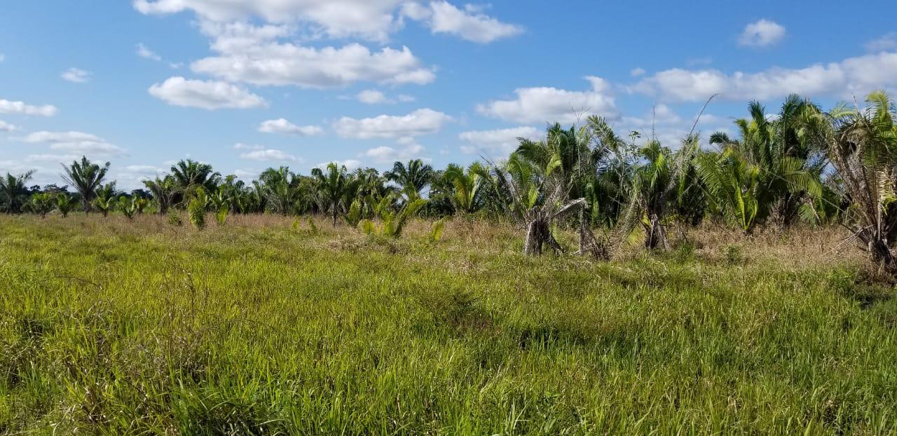 Cayo District Cayo District Unnamed Road 