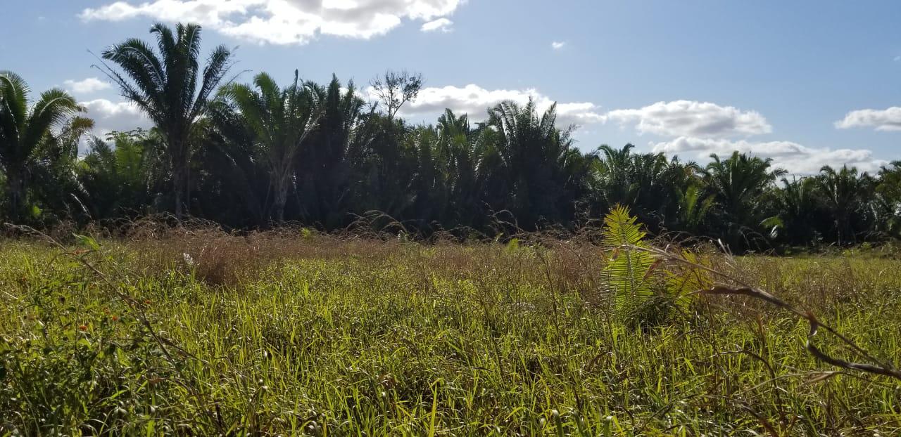 Cayo District Cayo District Unnamed Road 