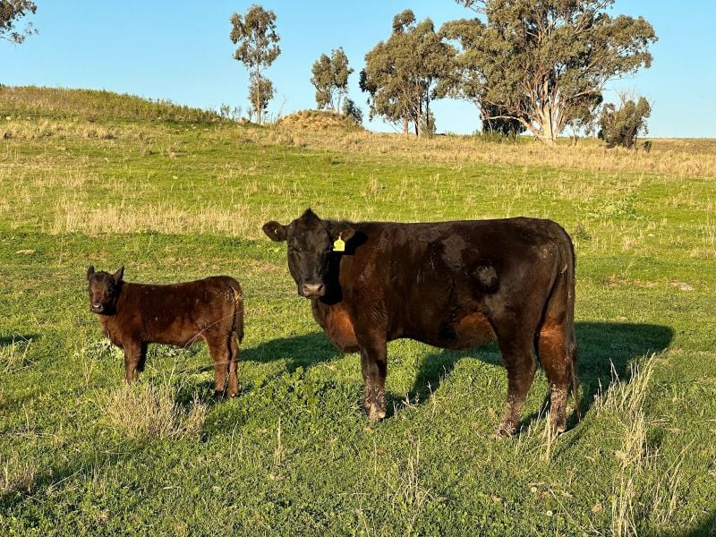 907 Lecoin Road Delungra New South Wales