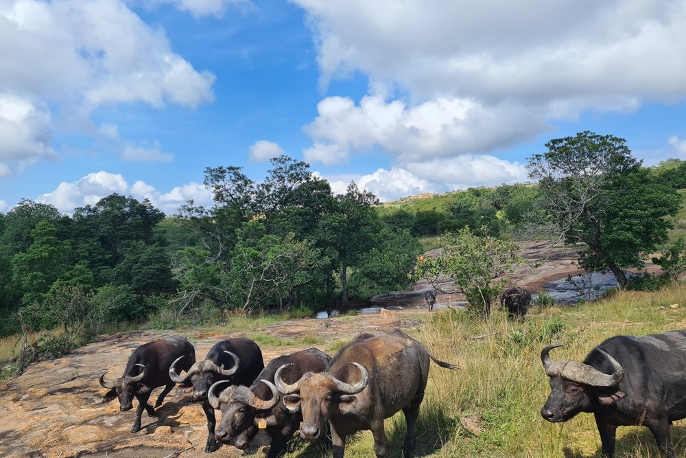 Mbombela, 1 Mbombela Mpumalanga