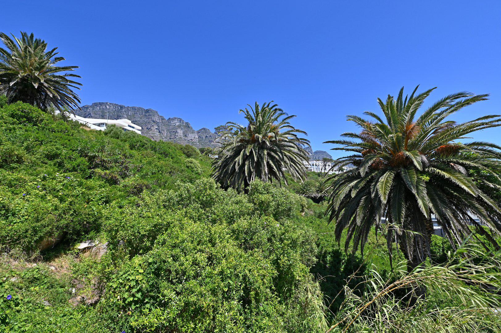 Tree Road Cape Town Western Cape