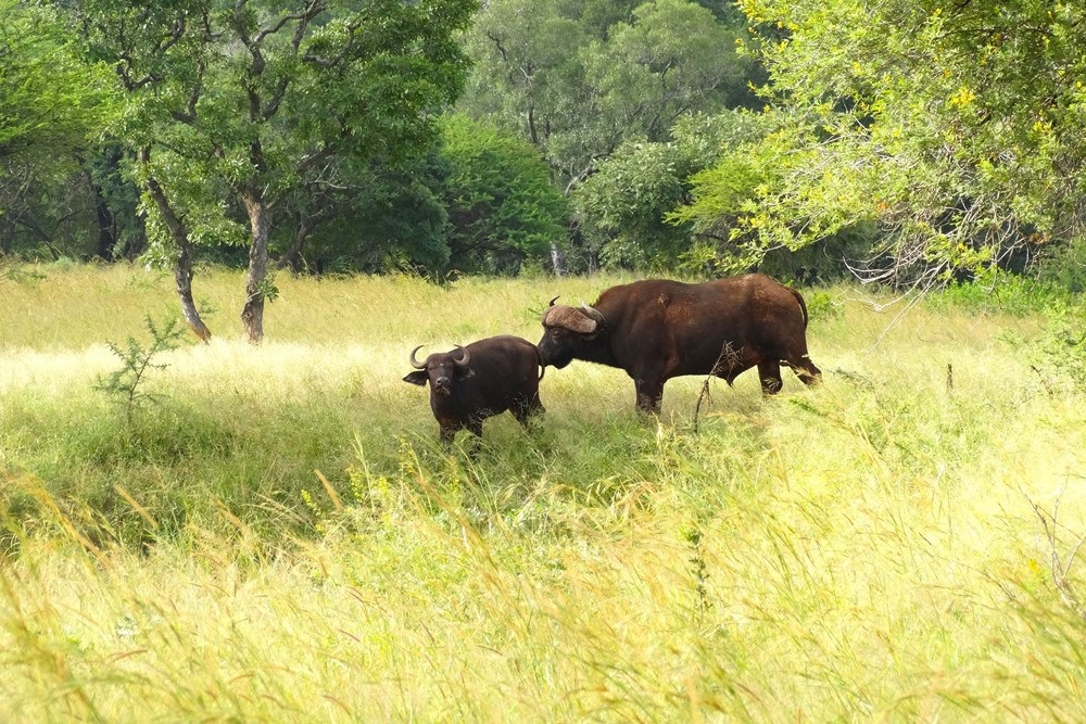  Mbombela Mpumalanga