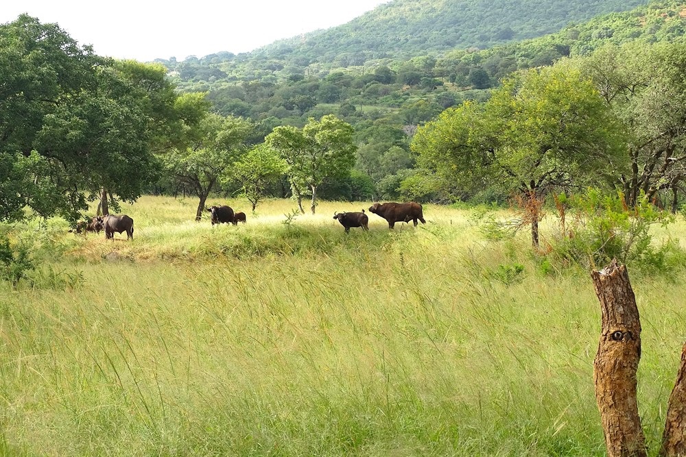  Mbombela Mpumalanga