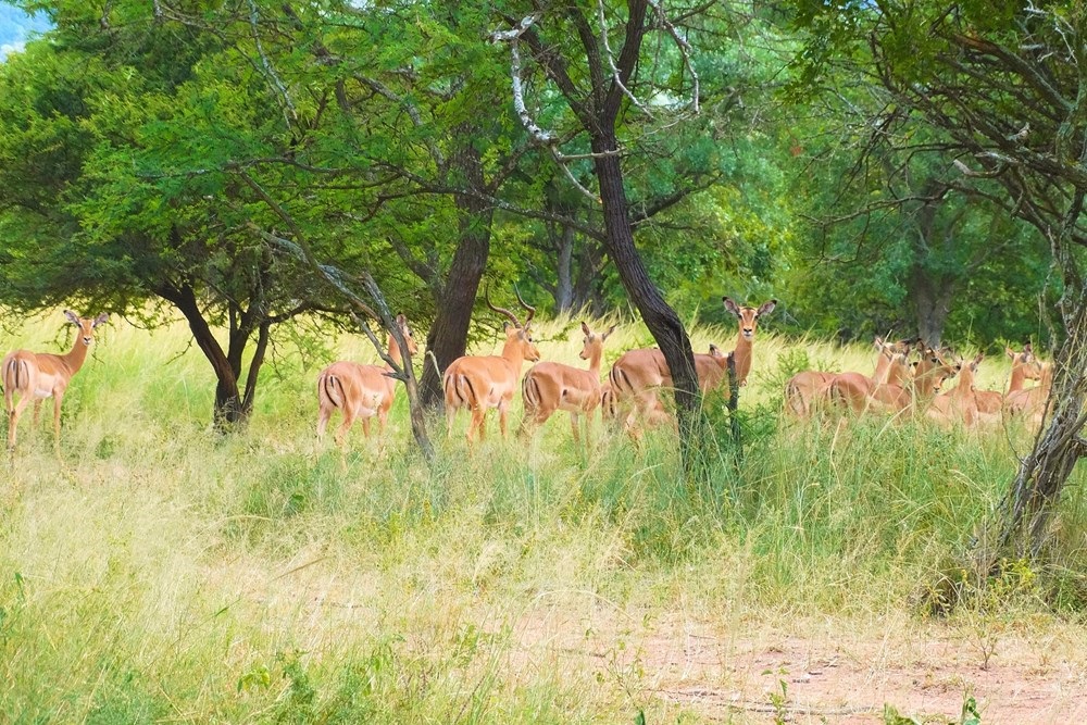  Mbombela Mpumalanga