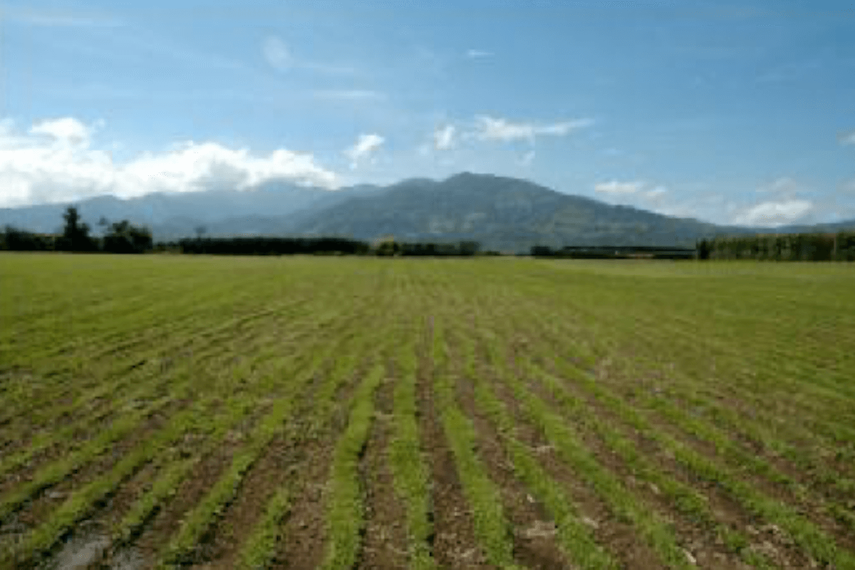  Alajuela Alajuela Province