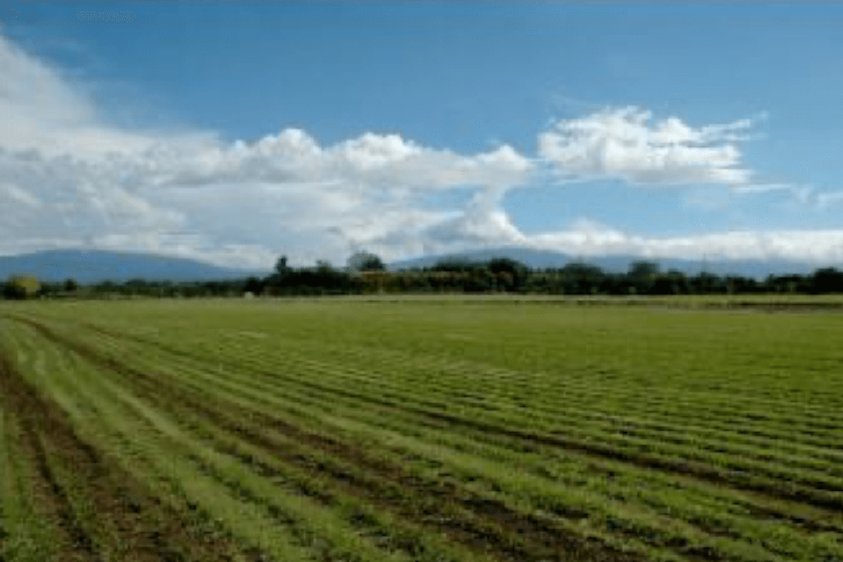  Alajuela Alajuela Province