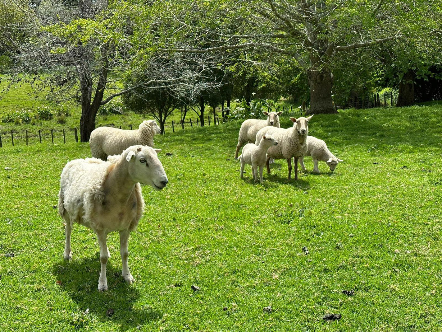 1680 Tiki Road Coromandel Waikato
