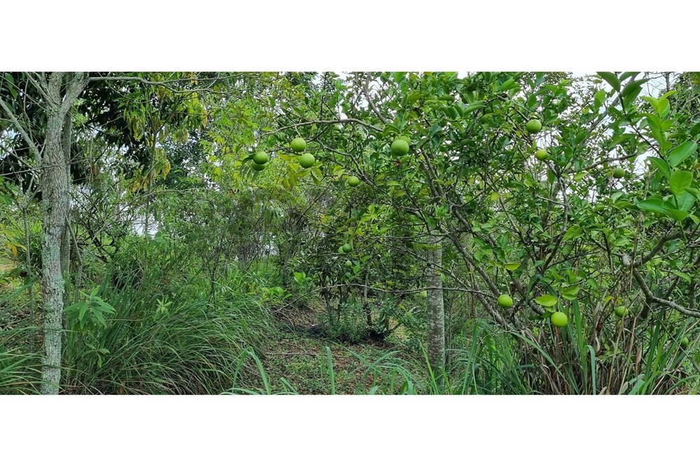 Servidão Santa Ana, 301 Paraíba do Sul State of Rio de Janeiro