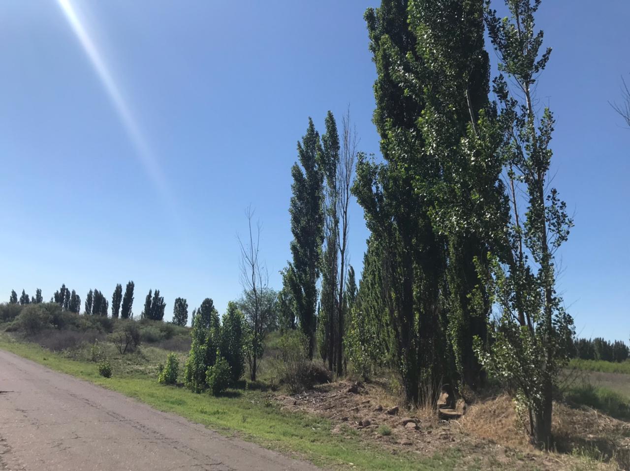 Unnamed Road General Alvear Department Mendoza Province