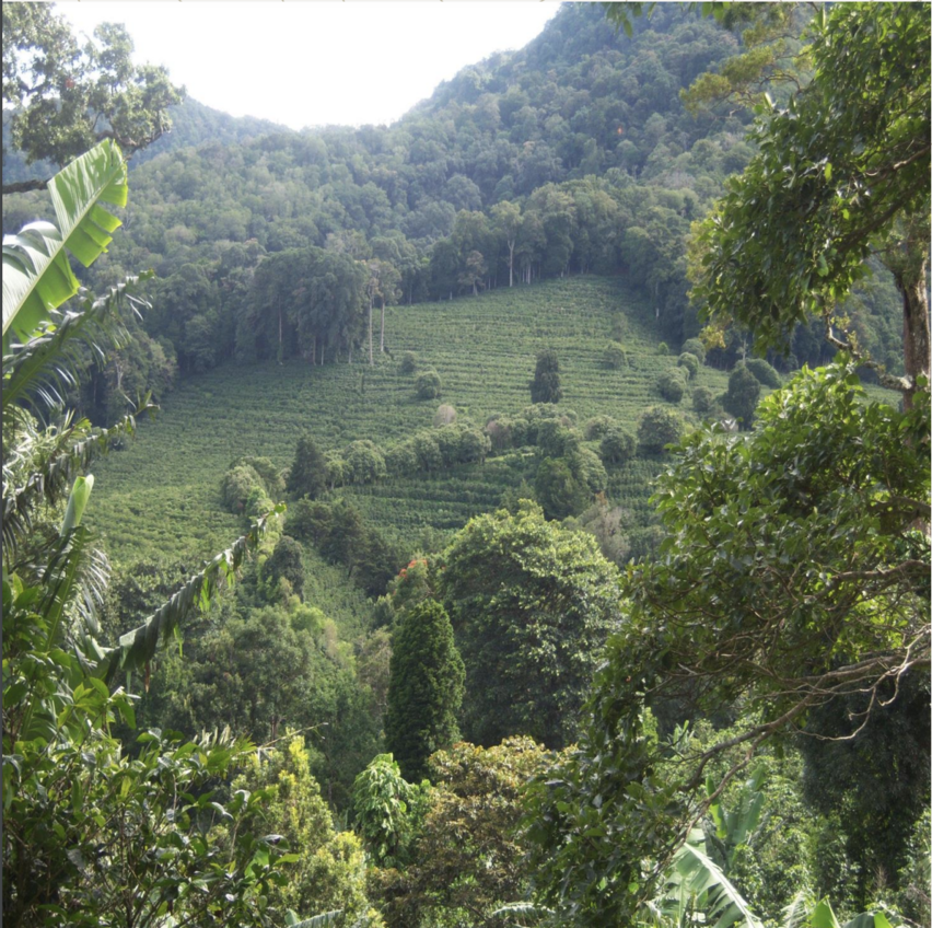 Bajo Boquete, Provincia de Chiriquí, Panamá Boquete Chiriquí Province