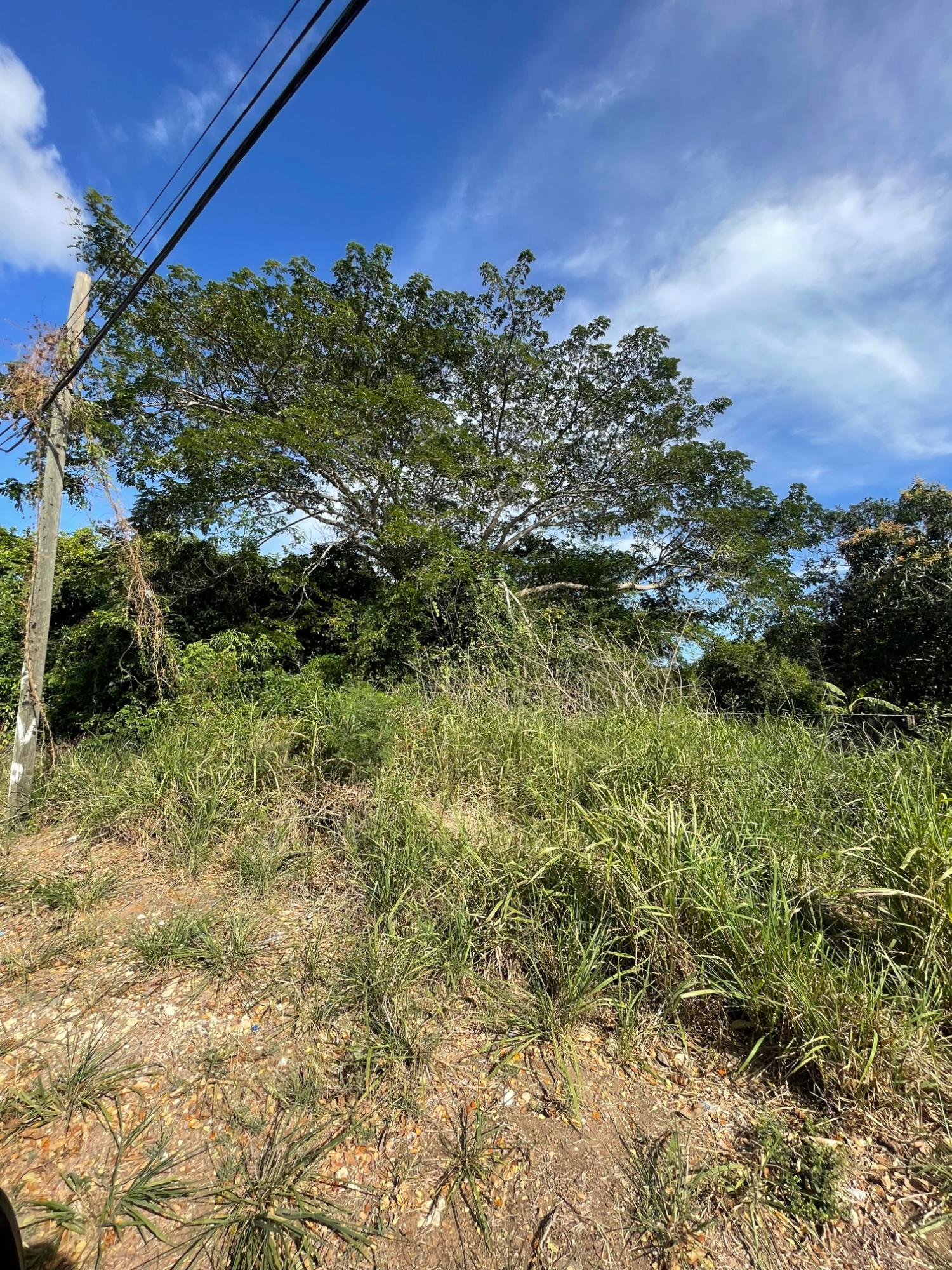 WQM6+4M, Hayes, Jamaica Hayes Clarendon