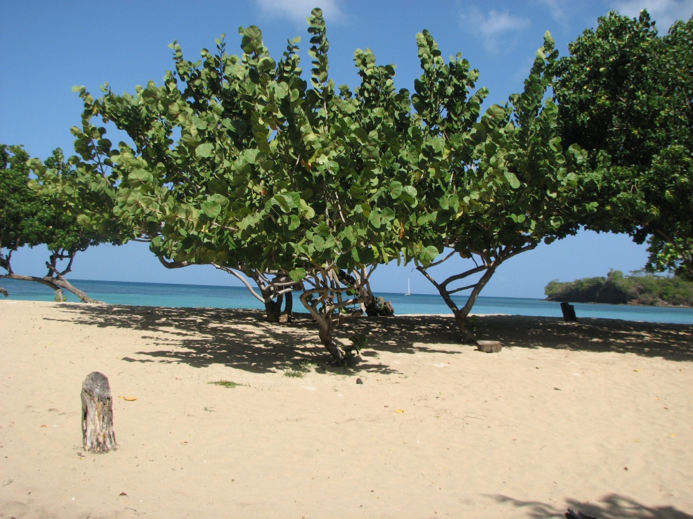 Morne Rouge The Lime Saint George