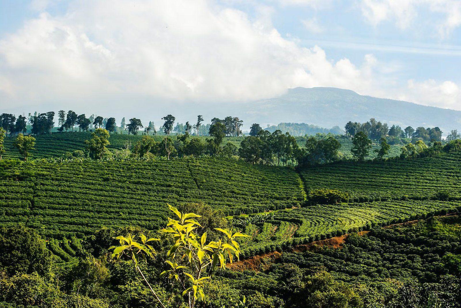 Alajuela Alajuela Alajuela Province