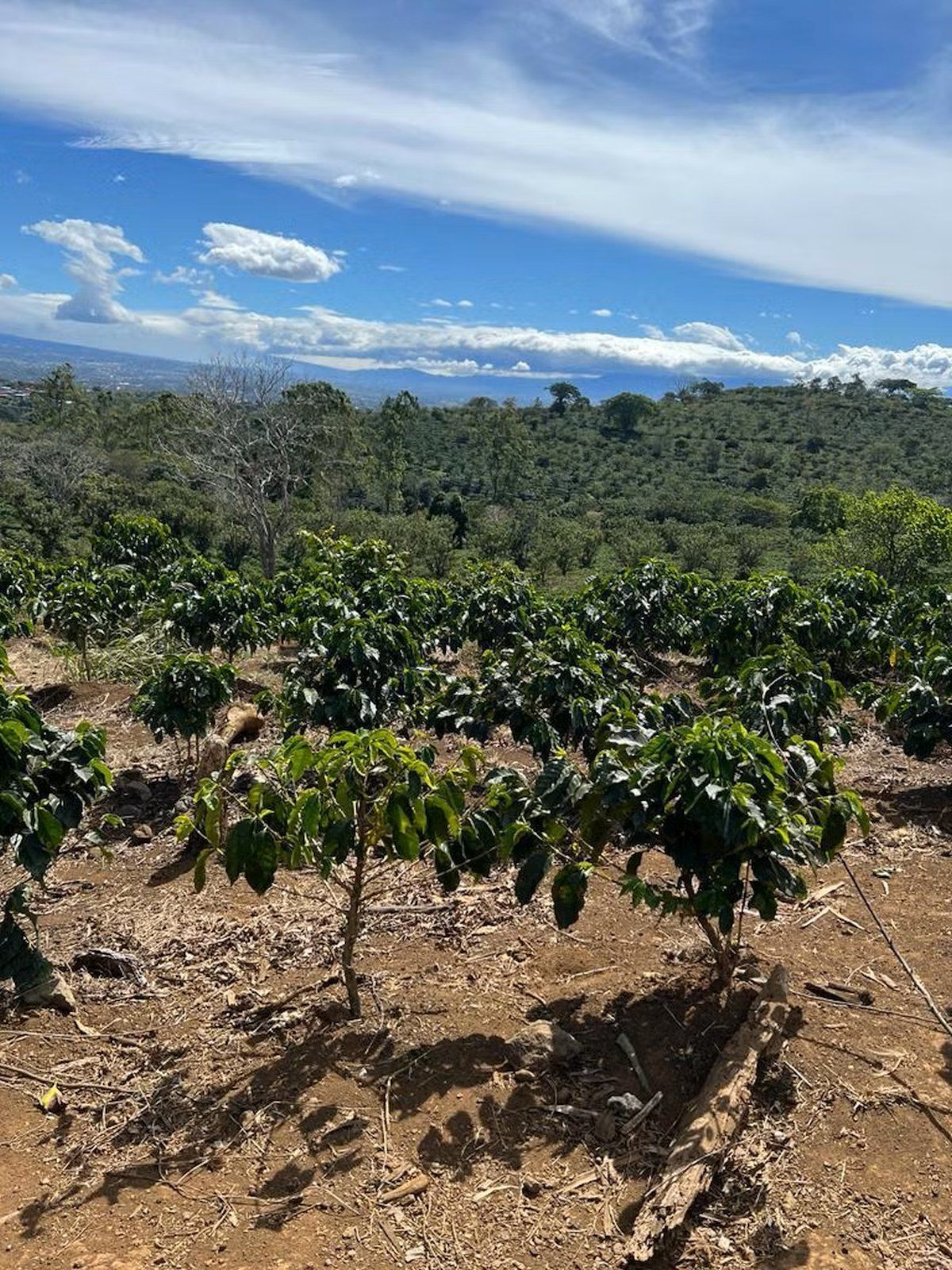 Alajuela Alajuela Alajuela Province
