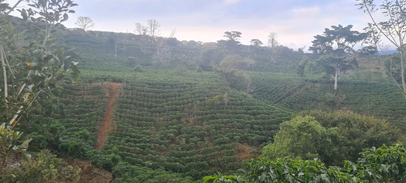 Alajuela Alajuela Alajuela Province