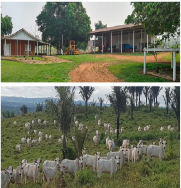 Amazon Rainforest Amazonas Amazonas