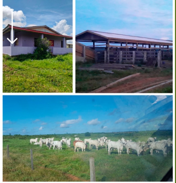 Amazon Rainforest Amazonas Amazonas