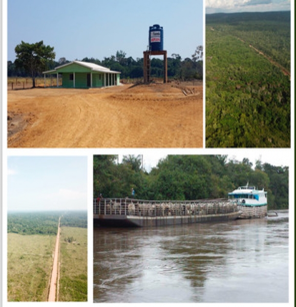 Amazon Rainforest Amazonas Amazonas