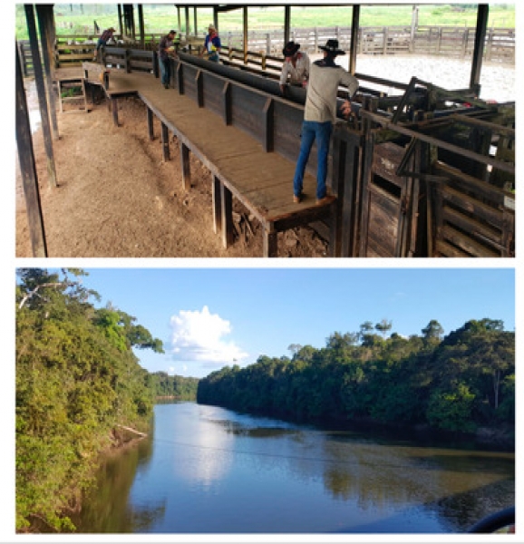 Amazon Rainforest Amazonas Amazonas